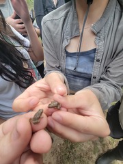 Pseudopaludicola llanera