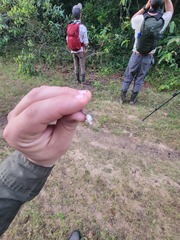 Pseudopaludicola llanera