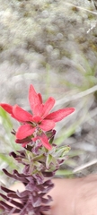 Castilleja arvensis arvensis