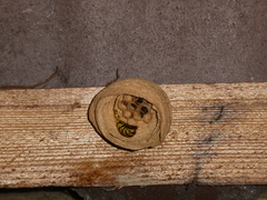 Vespinae