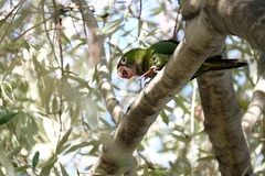 Psittacara mitratus