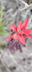 Castilleja arvensis arvensis