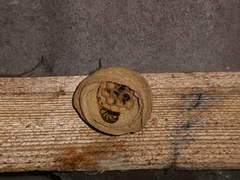 Vespinae