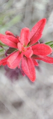 Castilleja arvensis arvensis