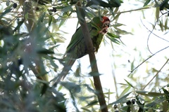 Psittacara mitratus