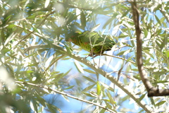 Psittacara mitratus