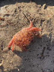 Romaleon antennarium