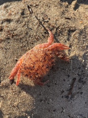 Romaleon antennarium