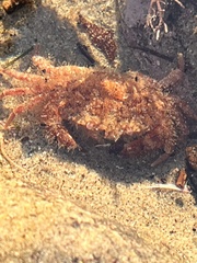 Romaleon antennarium