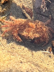 Romaleon antennarium