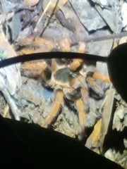 Megaphobema robustum