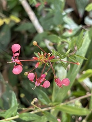 Lopezia racemosa