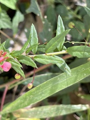 Lopezia racemosa