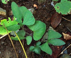 Viola palmata