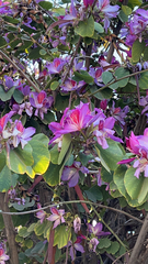 Bauhinia variegata