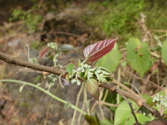Grewia tiliifolia
