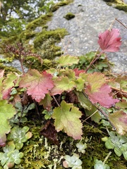 Heuchera