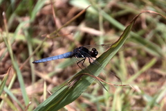 Crocothemis nigrifrons