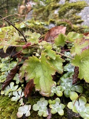 Heuchera