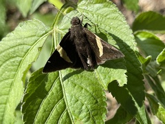 Autochton vectilucis