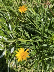 Gazania