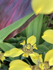 Trimezia steyermarkii