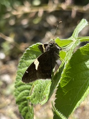 Autochton vectilucis