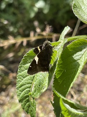 Autochton vectilucis