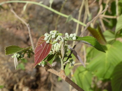 Grewia tiliifolia