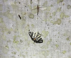 Conchylodes nolckenialis