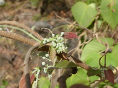 Grewia tiliifolia