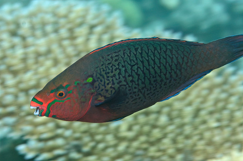 Swarthy Parrotfish