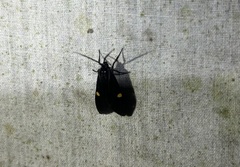 Aclytia