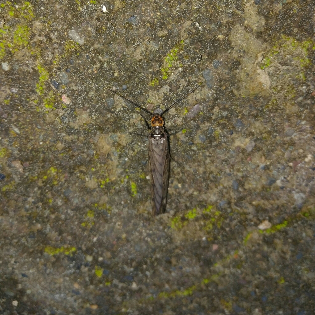 Ilyobius chilensis
