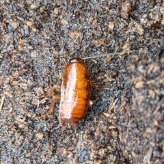 Parcoblatta virginica