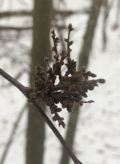 Eriophyes betulae