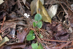 Viola primulifolia