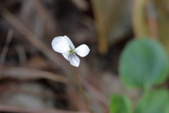 Viola primulifolia