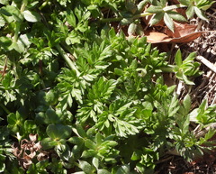 Torilis nodosa