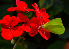 Phoebis sennae amphitrite