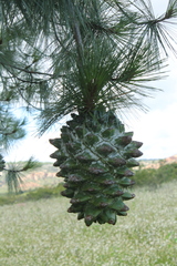 Pinus maximartinezii