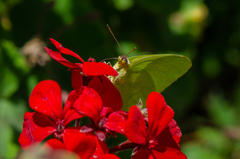 Phoebis sennae amphitrite