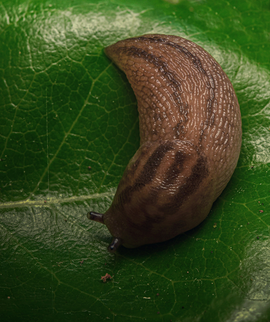 Tree Band Slugs Threeband Slugs from Ermandus Dr, Honea Path, SC, US on May 21, 2022 at ...