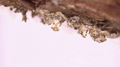 Imshaugia placorodia