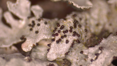 Imshaugia placorodia