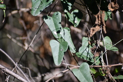 Cocculus diversifolius