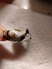 Dreissena bugensis