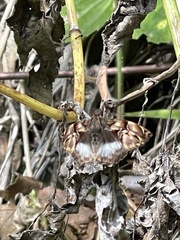 Noctuana lactifera