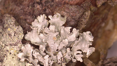 Imshaugia placorodia