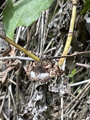 Noctuana lactifera